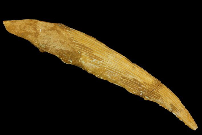 Fossil Shark (Hybodus) Dorsal Spine - Morocco #145383